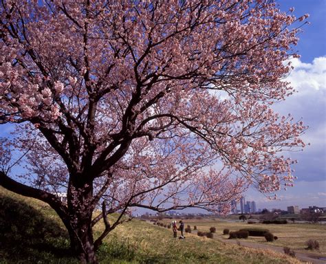 62 Amazingly Beautiful Sakura Trees Infinite World Wonders