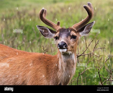 Sitka Black Tailed Deer Hi Res Stock Photography And Images Alamy