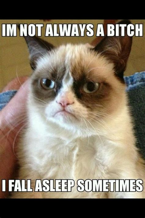 51 Best Images About Grumpy Cat On Pinterest Grumpy Cat Grumpy Cat