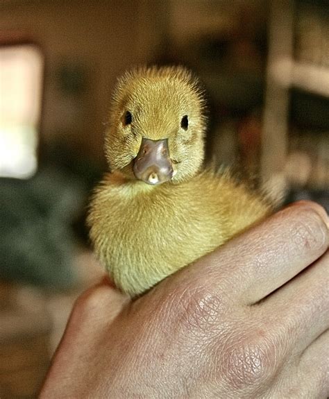 Feeding Welsh Harlequin X Ducks Whats Working For Us Birdsong