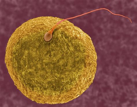 Human Egg And Sperm Photograph By Dennis Kunkel Microscopyscience Photo Library Pixels