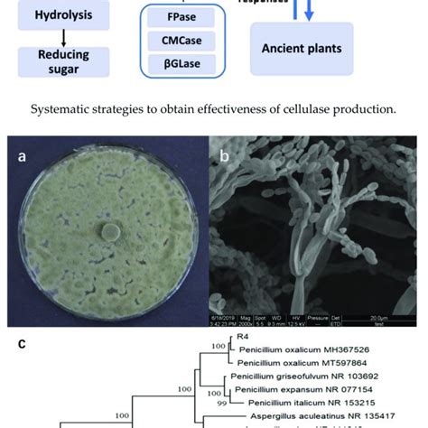 Pdf Optimization Of Cellulase Production By A Novel Endophytic Fungus