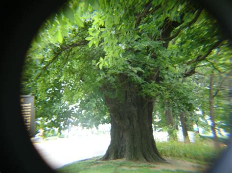 The Worlds Largest Sassafras Tree Lives In Owensboro Kentucky
