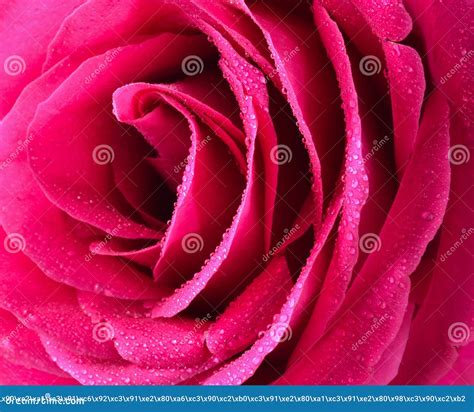 Pink Rose Bud Close Up Rose Petals Stock Image Image Of Single Rose