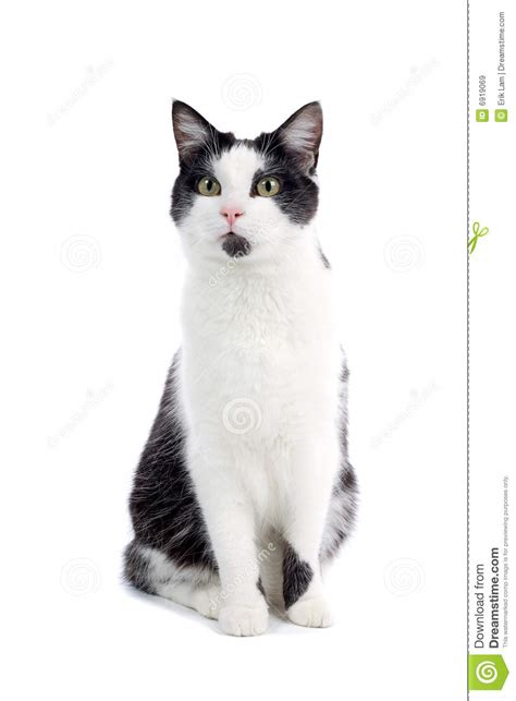 Cute Black And White Cat Royalty Free Stock Images Image