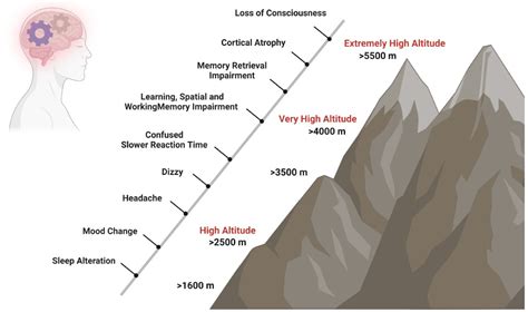 The Brain At High Altitude Encyclopedia Mdpi