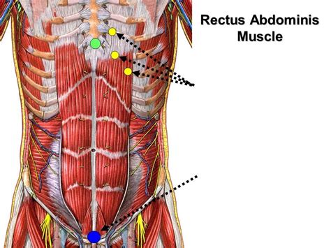 Rectus Abdominis Diagram Quizlet