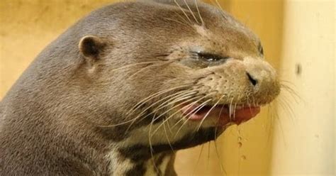 Funny Jokes N Pictures Otter Tastes Watermelon