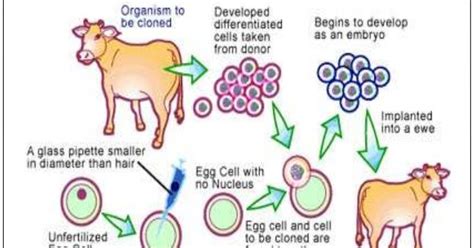 Tahap perkembangan embrio pada manusia secara berurutan. Tahapan Perkembangan Embrio Pada Manusia Secara Berurutan ...