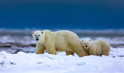 Walking Polar Bear Sow And Cub Marko Dimitrijevic Photography