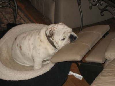 Illinois english bulldog rescue is dependent on the donations of our supporters. MidAtlantic Bulldog Rescue - English Bulldog Rescue in NJ ...