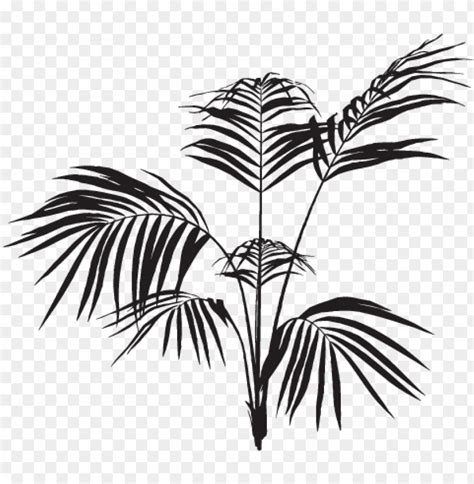 Black Palm Leaves Png Image With Transparent Background Toppng