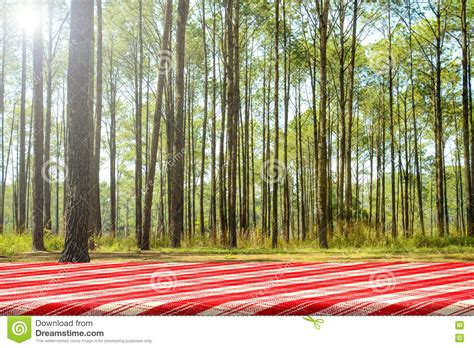 Forest Picnic Background Stock Image Image Of Pine