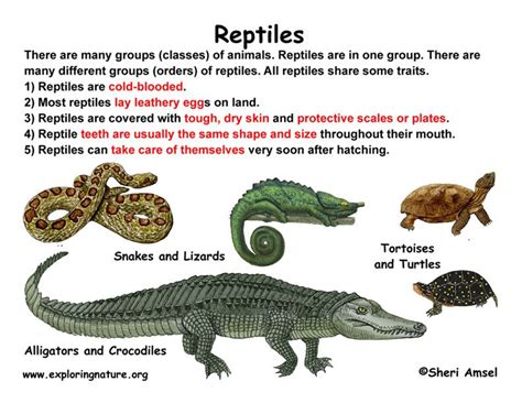 Graphicsreptilesk272 Reptiles
