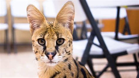 Big Cheetah Like Feline Captured In Pennsylvania Town Ctv News