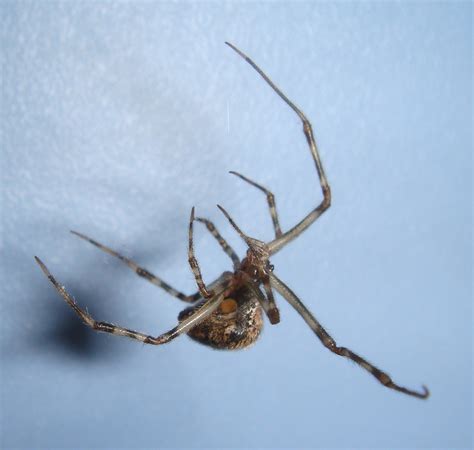 Common House Spider Spiders In Sutton Massachusetts