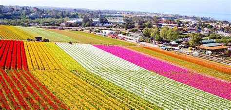 Du Lịch California Ghé Thăm Cánh đồng Hoa Mao Lương The Flower