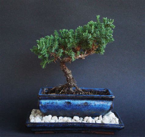 Amazing Juniper Bonsai Tree For Sale Don T Miss Out Leafyzen