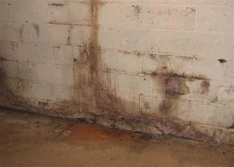 Like most molds, white mold thrives in areas with high moisture like showers, crawl spaces, basements, and leaky walls. Pin on Clean and Organize