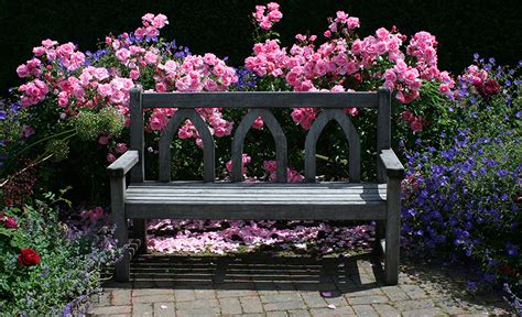 Wallpaper United Kingdom Rosemoor Gardens Rose Flower Bench