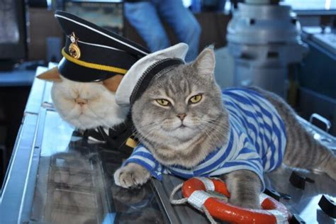 History Cats In The Navy Naval Post Naval News And Information