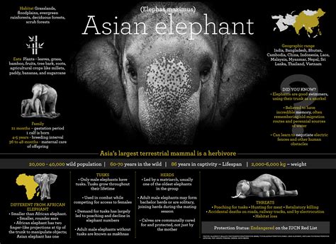 Asian Elephant Facts Habitat Threats Weight Roundglass Sustain