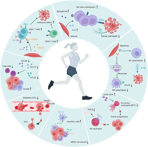 Frontiers Physical Activity Prevents Tumor Metastasis Through