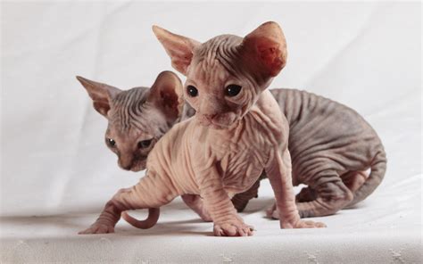 Download Wallpapers Sphynx Cat Hairless Kittens Small Cats Cute