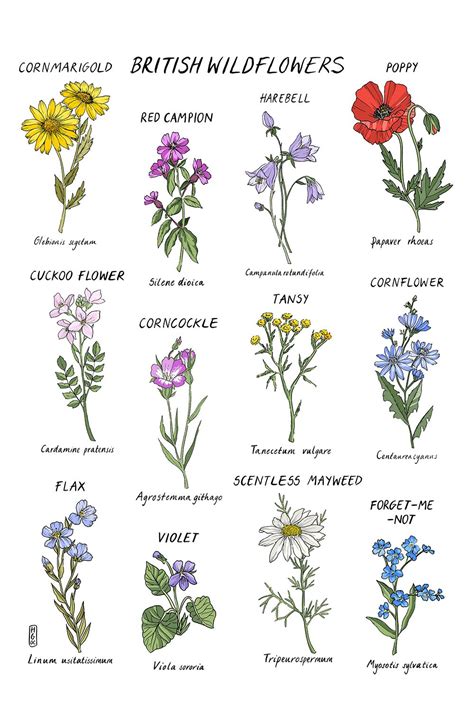 British Wildflower Print A4 And A3 Art Print Botanical Art Etsy Uk