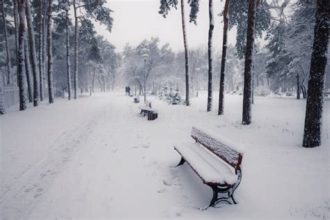 Benches In Winter Snowy Park Stock Image Image Of White Forest