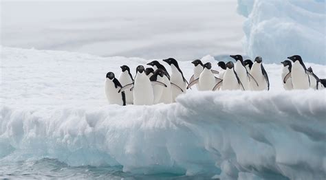 Endangered Penguins In Antarctica Aurora Expeditions