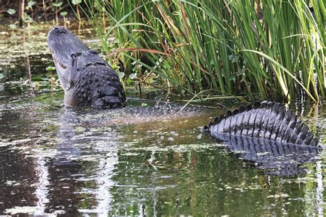 Bull Alligator Roaring Water Dancing On Back Brazos Bend Flickr