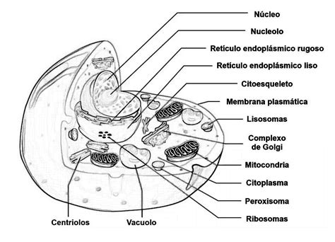 Blog De Biologia Célula Animal Desenho Para Colorir E Imprimir