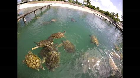 Grand Cayman Turtle Farm Youtube