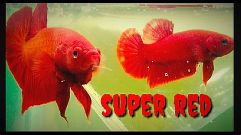 Ikan laga halfmoon plakat super red #cupang #bettafish #hmpk #superred. IKAN CUPANG SUPER RED - YouTube