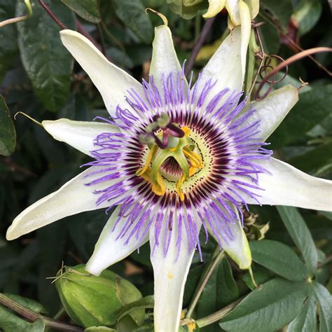 Passiflora Caerulea Blue Passion Flower In Gardentags Plant Encyclopedia