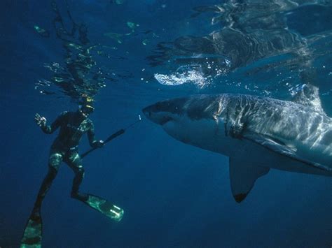 Видео ЧЕЛОВЕК АКУЛА видеосюжеты человека с акулами ∞ Лагуна акул