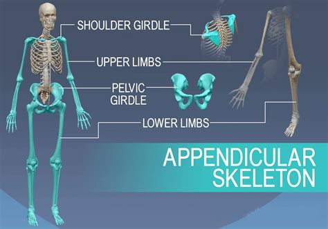 Diferencia Entre Esqueleto Axial Y Apendicular Con Tabla