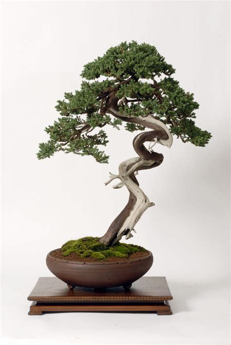 Physiology Of Shaping Bonsai Trees Bonsai Tree Gardener