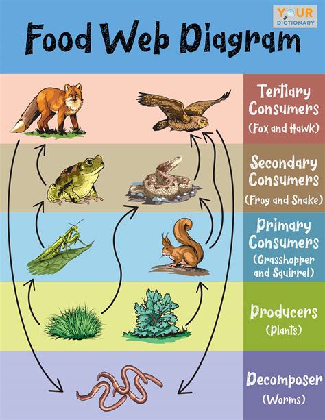 An Image Of A Food Web An Image Of A Food Web A Easy And Simple One Of