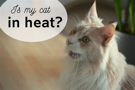 Yes not getting your cats fixed if they are indoor only does indeed cause problems. How to Tell If Your Cat Is in Heat and Tips to Calm Her ...