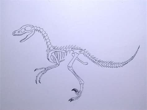 Velociraptor Skeleton By Rainbowdragon14 On Deviantart