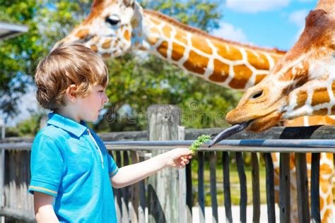 Little Kid Boy Watching And Feeding Giraffe In Zoo Happy Child Having