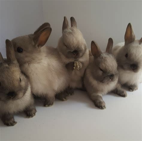 Rabbit Colours Types Bunny Buddy West Coast Netherlands Dwarf Bunny Breeders