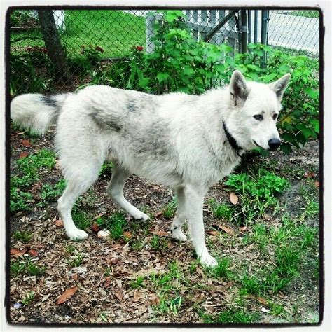 Also keep in mind that dogs and wolves are the exact same species. My Gabe! Grey wolf and white German Shepard! Can't wait to ...