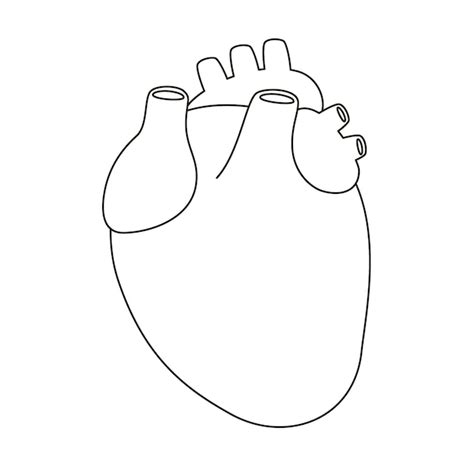 Premium Vector Heart Organ Drawing Linear Icon Human Internal Organ