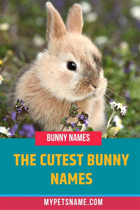 Cute Bunny Names Cute Pet Names Bunny Names Female Rabbit Names