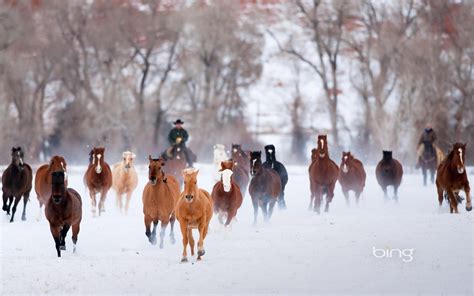Wranglers Driving American Quarter Horses In The Winter Wyoming Bing