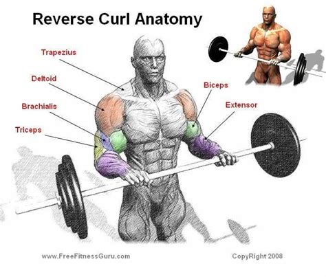 Reverse Curl Workout Chest Workouts Gym Workouts At Home Workouts
