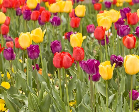 Red Yellow And Purple Tulips Stock Photo Image Of Plant